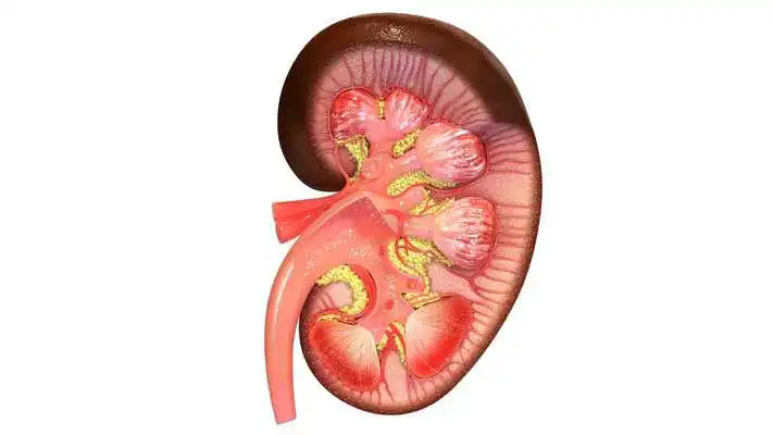 Play VR Human Kidney