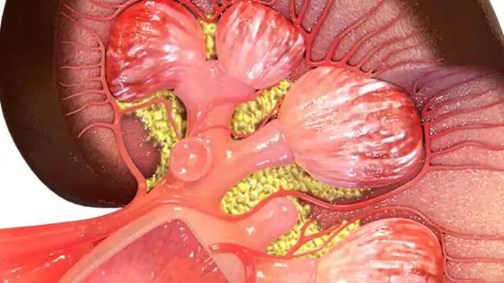 Play VR Human Kidney
