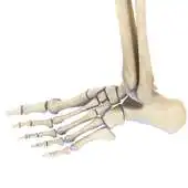 Free play online VR Human Leg APK