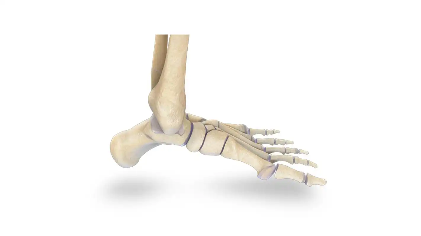 Play VR Human Leg