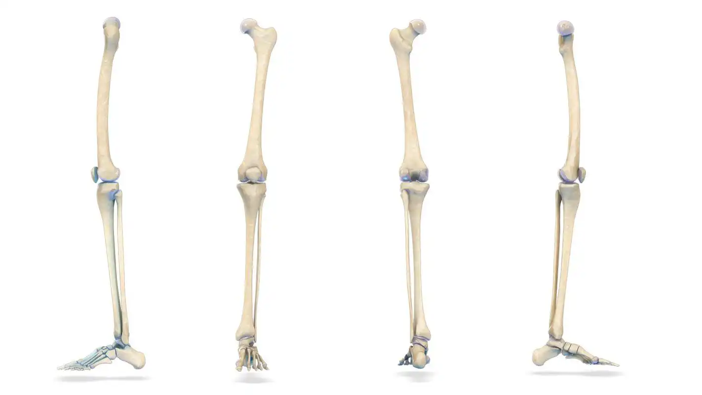 Play VR Human Leg