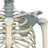 Free play online VR Human Shoulder APK