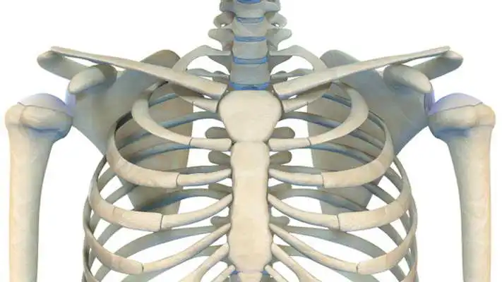 Play VR Human Shoulder