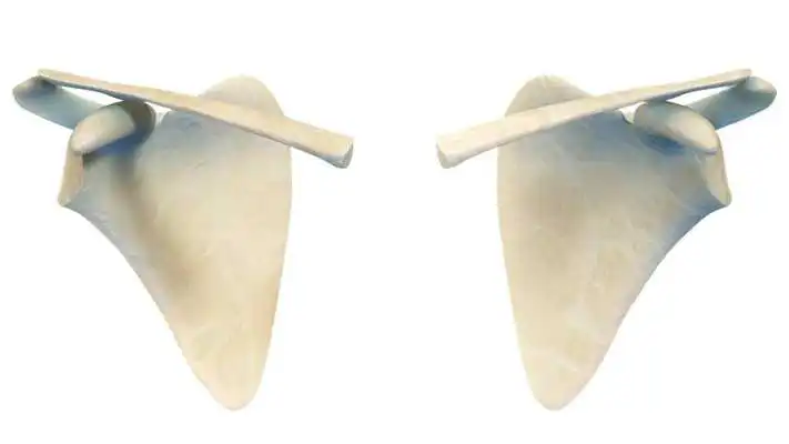 Play VR Human Shoulder