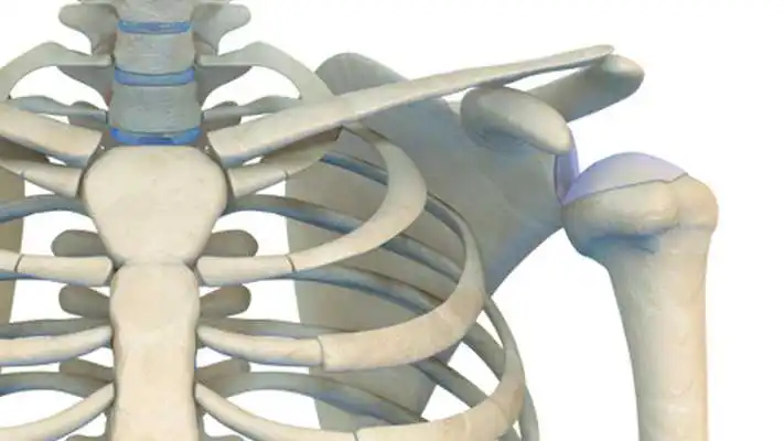 Play VR Human Shoulder