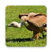 Free play online Vulture Wallpaper HD APK