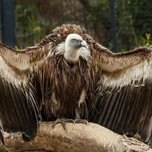 Play Vulture wallpaper APK