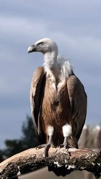 Play Vulture wallpaper and enjoy Vulture wallpaper with UptoPlay Play Vulture wallpaper and enjoy Vulture wallpaper with UptoPlay