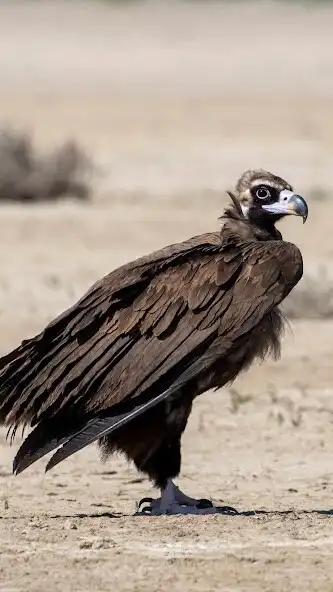 Play Vulture wallpaper as an online game online Vulture wallpaper with UptoPlay Play Vulture wallpaper as an online game Vulture wallpaper with UptoPlay