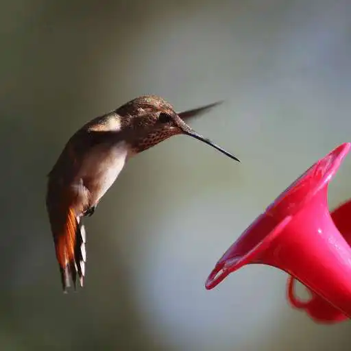 Free play online Vyomy 3D Hologram Hummingbird2 APK Free play online Vyomy 3D Hologram Hummingbird2 APK