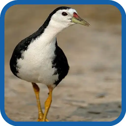 Play Wak Wak Panggil Malam APK Play Wak Wak Panggil Malam APK