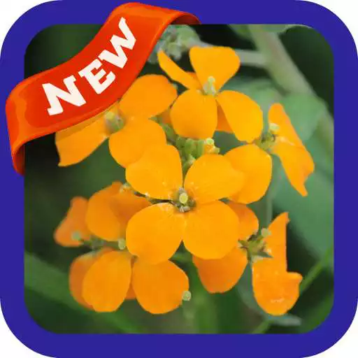 Free play online Wallflower Wallpaper APK Free play online Wallflower Wallpaper APK