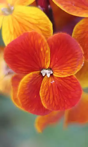 Play Wallflower Wallpaper