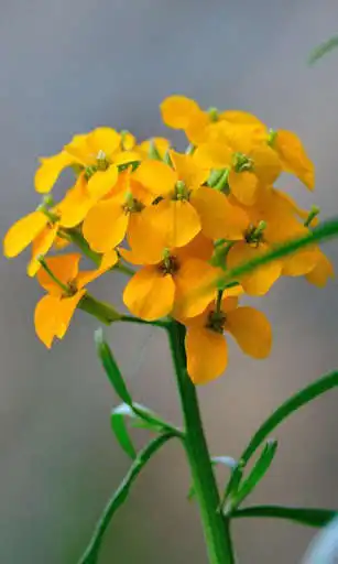 Play Wallflower Wallpaper