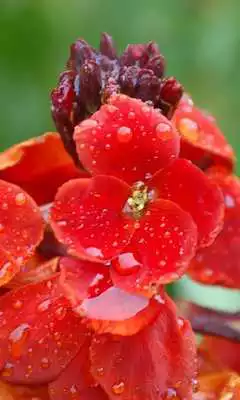 Play Wallflower Wallpaper
