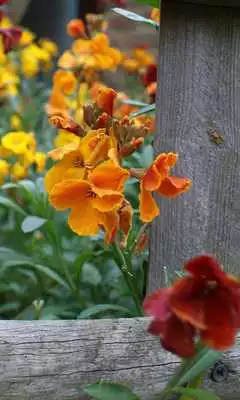 Play Wallflower Wallpaper