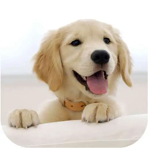 Play Wallify - Pets Wallpapers (Buzzsharer) APK Play Wallify - Pets Wallpapers (Buzzsharer) APK