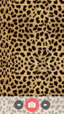 Play Wallpaper: Animal Print Play Wallpaper: Animal Print