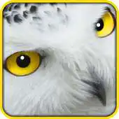 Free play online Wallpaper Background Deluxe APK Free play online Wallpaper Background Deluxe APK
