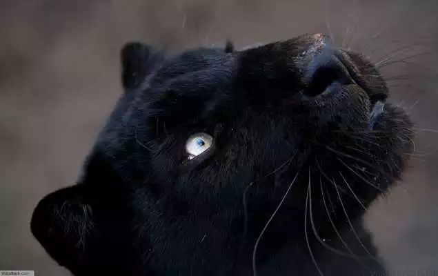 Play wallpaper black panther