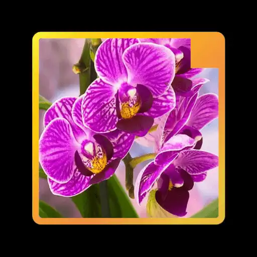 Play Wallpaper Bunga Anggrek APK