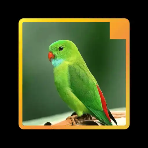 Play Wallpaper Burung APK