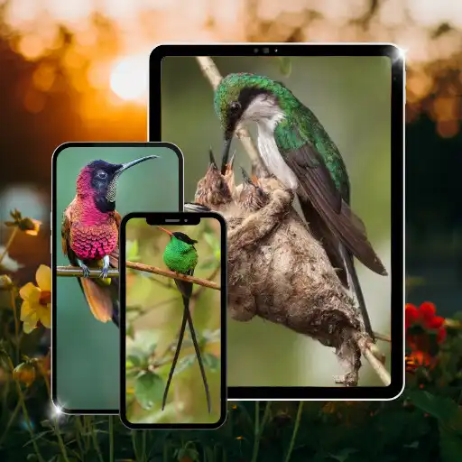 Play Wallpaper Burung Kolibri APK