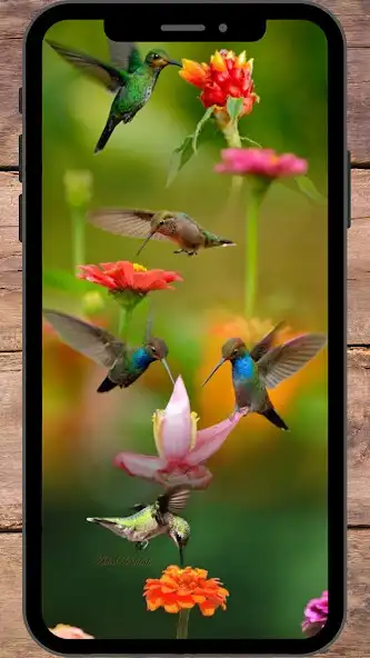 Play Wallpaper Burung Kolibri  and enjoy Wallpaper Burung Kolibri with UptoPlay
