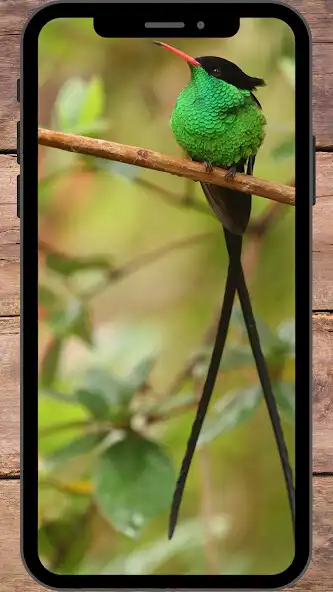 Play Wallpaper Burung Kolibri as an online game Wallpaper Burung Kolibri with UptoPlay