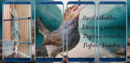 Play Wallpaper Burung Prenjak  and enjoy Wallpaper Burung Prenjak with UptoPlay