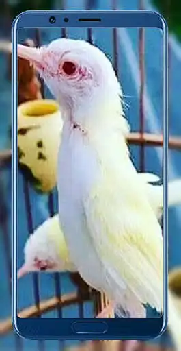 Play Wallpaper Burung Prenjak as an online game Wallpaper Burung Prenjak with UptoPlay