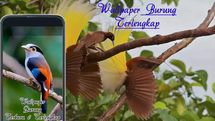Play Wallpaper Burung as an online game Wallpaper Burung with UptoPlay