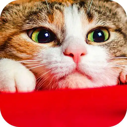 Play Wallpaper Cat Collection APK Play Wallpaper Cat Collection APK