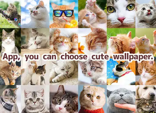 Play Wallpaper Cat Collection  and enjoy Wallpaper Cat Collection with UptoPlay