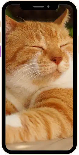 Play wallpaper cat HD and enjoy wallpaper cat HD with UptoPlay Play wallpaper cat HD and enjoy wallpaper cat HD with UptoPlay