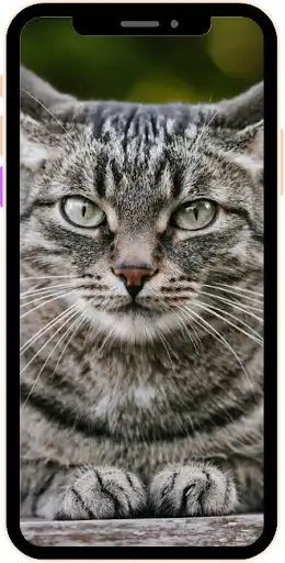 Play wallpaper cat HD as an online game online wallpaper cat HD with UptoPlay Play wallpaper cat HD as an online game wallpaper cat HD with UptoPlay
