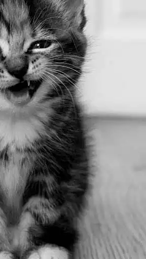 Play Wallpaper Cat Play Wallpaper Cat