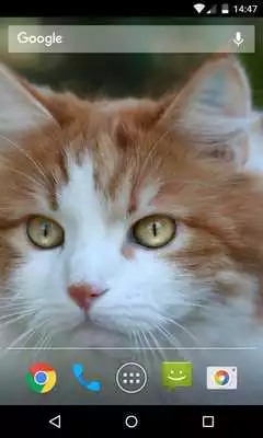 Play Wallpaper Cat Play Wallpaper Cat