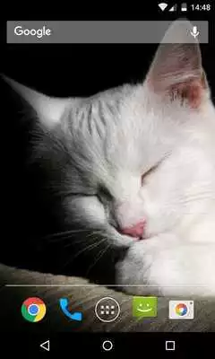 Play Wallpaper Cat Play Wallpaper Cat