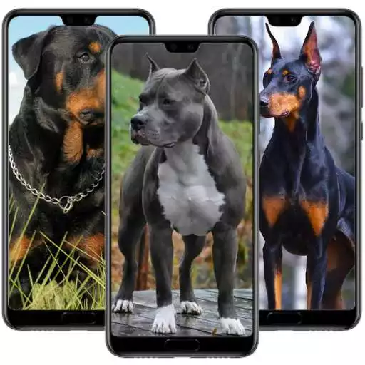 Play wallpaper dog APK Play wallpaper dog APK