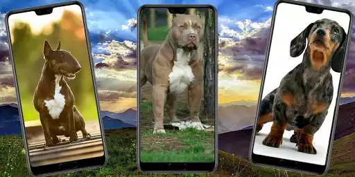 Play wallpaper dog  and enjoy wallpaper dog with UptoPlay