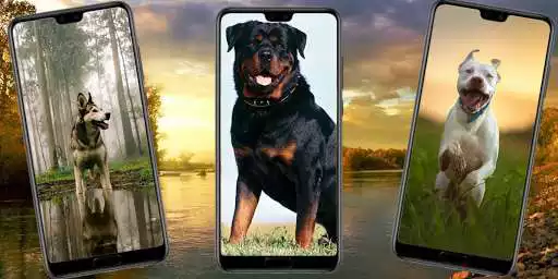 Play wallpaper dog as an online game wallpaper dog with UptoPlay