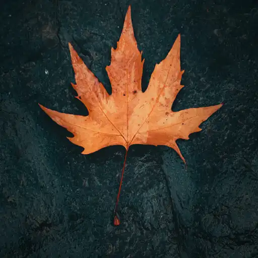 Play Wallpaper FHD ED APK