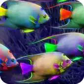 Free play online Wallpaper Fish HD APK
