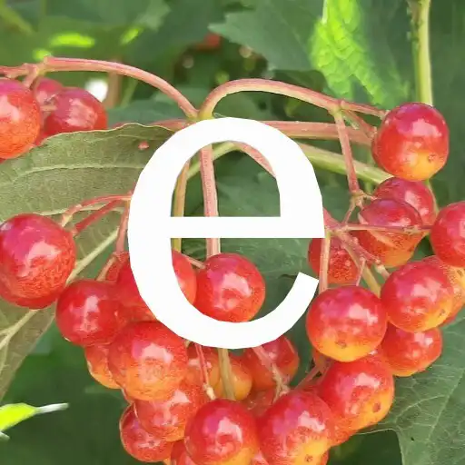 Play Wallpaper Forest APK