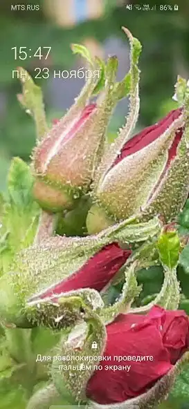 Play Wallpaper Forest  and enjoy Wallpaper Forest with UptoPlay