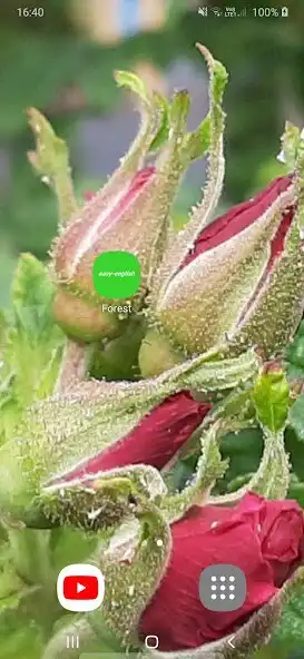 Play Wallpaper Forest as an online game Wallpaper Forest with UptoPlay