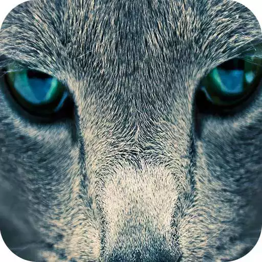 Free play online Wallpaper for iPhone APK Free play online Wallpaper for iPhone APK