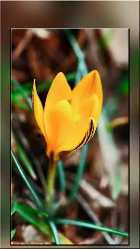 Play Wallpaper for Realme 7 pro  and enjoy Wallpaper for Realme 7 pro with UptoPlay