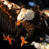 Free play online wallpaper hawk APK